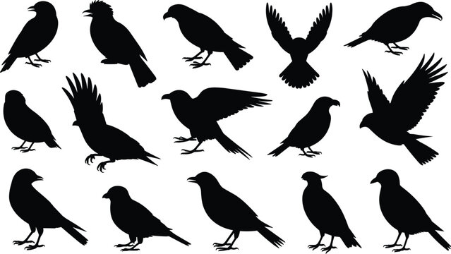 Crow and Raven Bird Silhouette Collection Set with Flying and Perching Poses Isolated Illustration