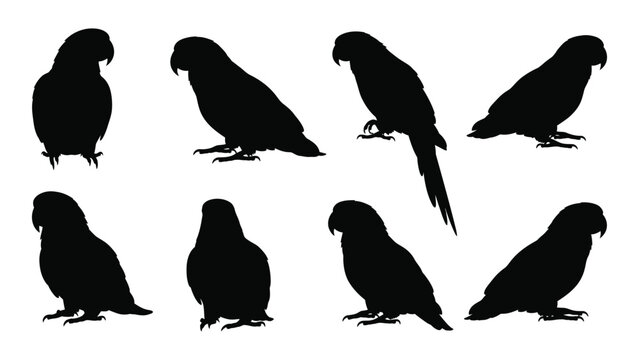 Collection Of Parrot Silhouettes In Various Poses Against A White Background Silhouette parrots psittaciformes avian bird birds tropical exotic feathered