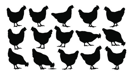 A collection of black chicken silhouettes in various poses against a white background silhouette chickens fowl poultry rooster hen farm © SIMPLYXRIAD