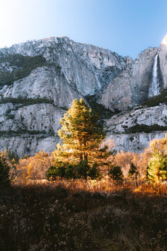 Sunlit pine tree with Yosemite Falls at dawn