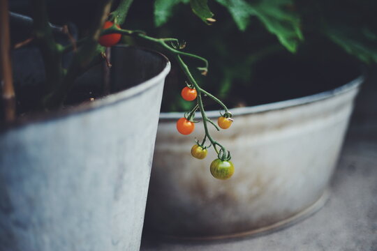 Tomato plan in old metal pot