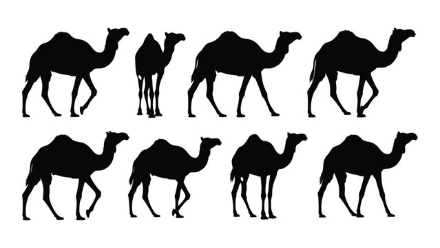Collection of camel silhouettes in various poses against a white background silhouette camels dromedary arabian desert animal wildlife black vector