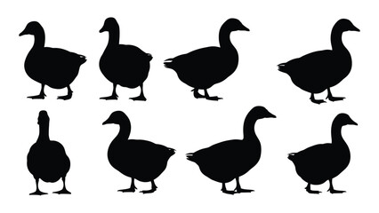 A collection of goose silhouettes in various poses against a white background silhouette geese greylag domestic waterfowl bird birds avian © SIMPLYXRIAD
