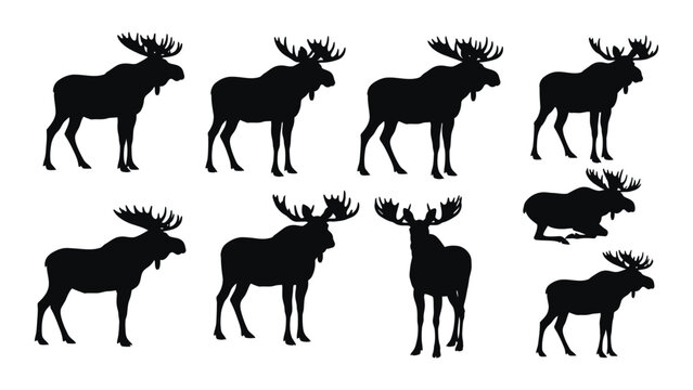 Collection Of Moose Silhouettes In Various Poses Against A White Background Silhouette elk alces cervidae deer wildlife animal mammal north