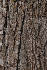 Naklejka premium Intense close-up macro photograph showcasing the dramatic rough texture of ancient tree bark. Deep vertical fissures