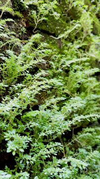 Close-up of Small Green Pilea Microphylla Plants Growing on a Mossy Wall