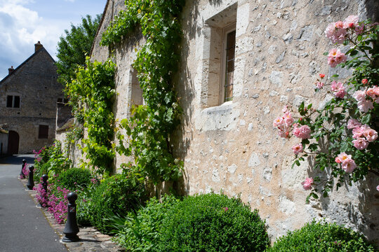 Rosier Meg grimpant sur la fa&ccedil;ade d'une maison