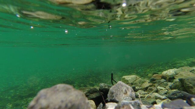 観光名所上高地の梓川の清流の水中撮影風景