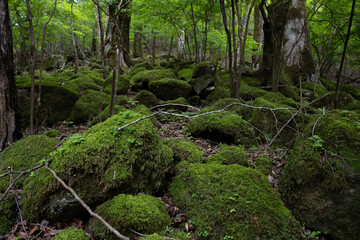 Obraz premium Mossy Primeval Forest Near Oike Springs, Oita, Japan