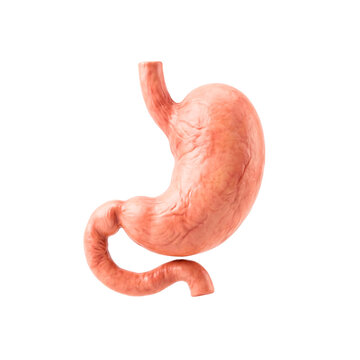 Human Stomach Anatomical Illustration Showing Esophagus Entry, Duodenum Exit, and Muscular Folds for Digestive System Study, Medical Education, Biology Research, and Professional Healthcare Reference