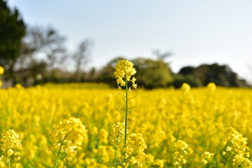Obraz premium 菜の花