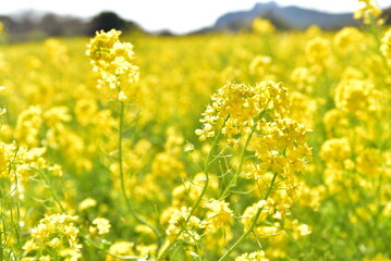 Obraz premium 菜の花