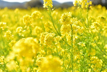 Obraz premium 菜の花