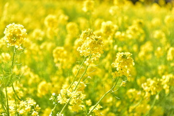 Fototapeta premium 菜の花