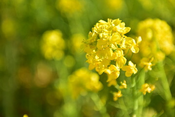 Obraz premium 菜の花