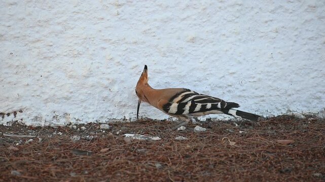 Eurasian Hoopoe Foraging on the Ground Near a White Wall: Close-Up Footage of a Unique Bird with a Distinctive Crest and Striped Wings Eating