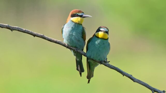 Two colorful European bee eater birds sitting on tree branch in spring green nature forest Woods with wild animal wildlife photography exotic pigeons. beautiful feathers wings 4k. Merops apiaster