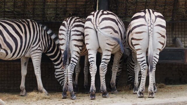 Several zebras standing close together, showing distinctive black and white stripe patterns