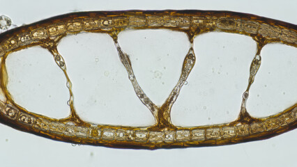 Obraz premium Fascinating microscopic cross section view of internal anatomy of rockweed. This Fucus seaweed air bladder shows detailed biology and cellular structure
