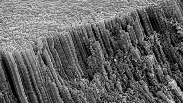 High resolution scanning electron microscope image of dental enamel surface. intricate prismatic structure and mineral crystallization patterns reveal fascinating microscopic world