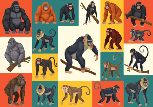 A vibrant collage featuring various species of apes and monkeys in different poses and colors