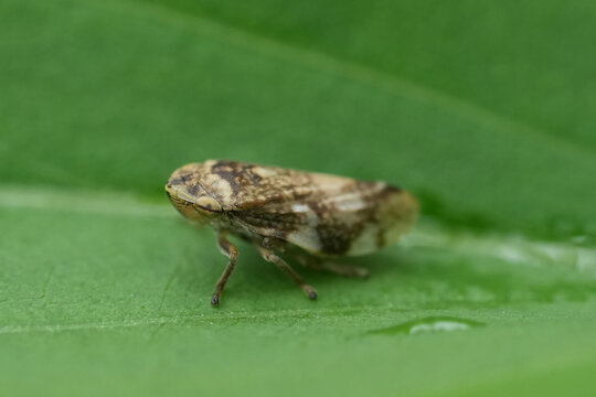 Closeup on a meadow froghopper or spittlebug, Philaenus spumarius sitting on a green leaf