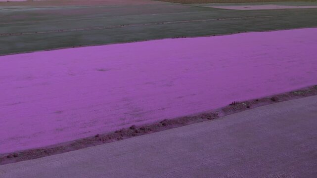 Drone footage of vivid purple farmland strips and cultivated plots forming geometric patterns across open countryside, showing agriculture, land use and rural landscape
