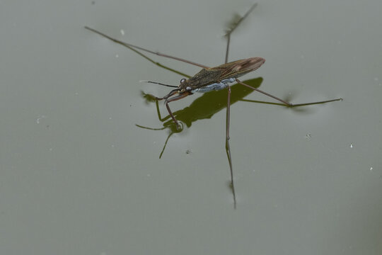 Closeup on an adult imago of the common pond skater or water strider, Gerris lacustris