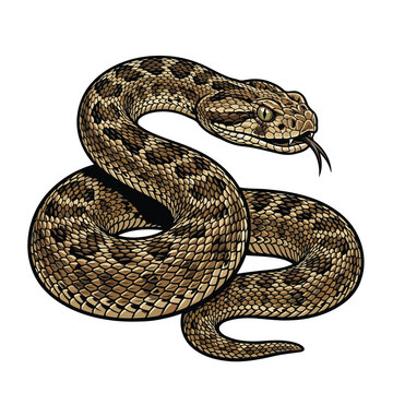 Realistische viper snake Comic Vector Illustration | Vipernschlange f&uuml;r T-Shirt-Design