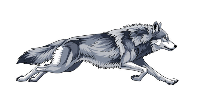 Detailed illustration of a majestic grey wolf in full sprint showing realistic fur and muscle definition against a white background.