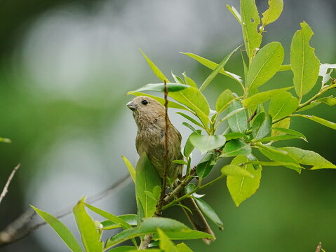Vinous-throated Parrotbill