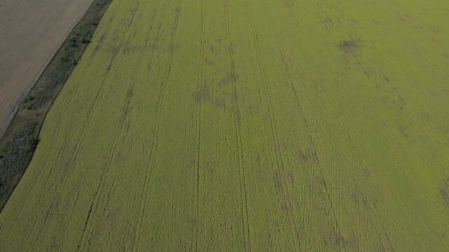 Drone footage over a vast yellow rapeseed field bordered by farmland and a rural road, showing spring agriculture patterns and open countryside scenery on a clear day
