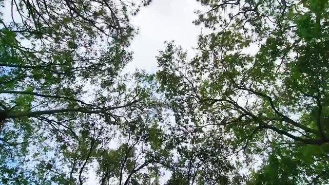 Video footage featuring a circular opening of sky surrounded by treetops and forest canopy. Unique upward perspective creates a natural frame of branches and foliage encircling the bright sky.