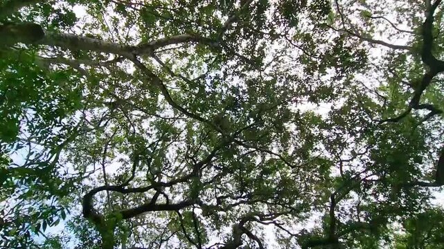 Video footage looking upward through an opening in the forest canopy where tall trees frame a bright sky. Natural composition highlights treetops, branching silhouettes, and lush greenery in a peacefu
