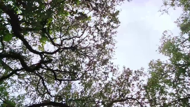 Tall Forest Tree Viewed From Ground Level Beneath Dense Canopy