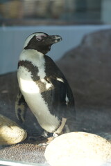 Fototapeta premium penguin on the rocks
