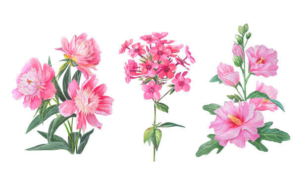 Описание.Watercolor pink peony, phlox and mallow flower branch with green leaves and buds. Hand drawn botanical illustration isolated on white background. Realistic detailed drawing