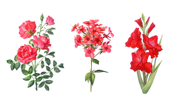 Watercolor red rose, phlox and gladiolus flower branch with green leaves and buds. Hand drawn botanical illustration isolated on white background. Realistic detailed drawing