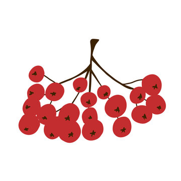 Red currant isolated on white background
