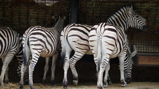 Several zebras standing close together, showing distinctive black and white stripe patterns