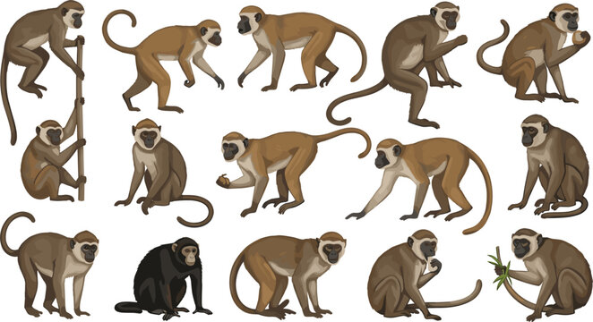 Monkey and primate vector illustration collection featuring various wild animals in different poses climbing and sitting isolated on white background