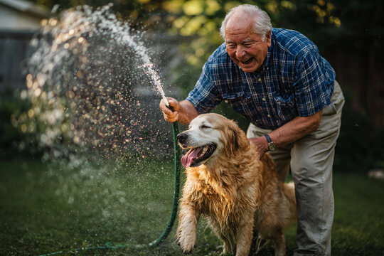 Senior man washing golden retriever with hose in summer sun