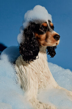 Cute dog with soap bubbles during bath on blue background