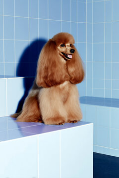Fluffy poodle dog posing on blue tiled background in studio