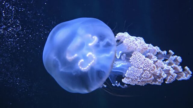 Illuminated jellyfish swimming in dark blue deep ocean water with bioluminescent glow