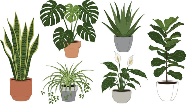Collection of popular houseplants in pots including snake plant monstera aloe vera and fiddle leaf fig for home decor and interior design concepts