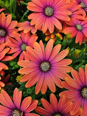 Fototapeta premium red and white chrysanthemum