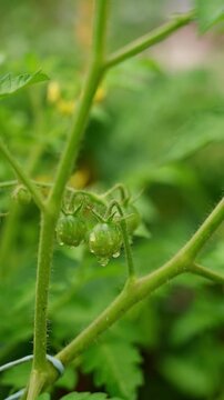 Close-up of unripe organic tomatoes with raindrops