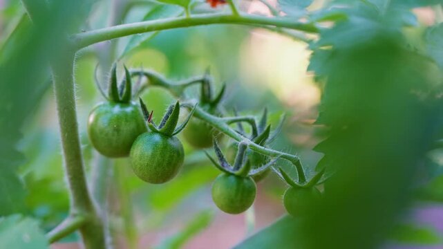 Green tomatoes growing in home garden