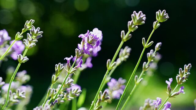 Lavender blossoms swaying in a lush green garden